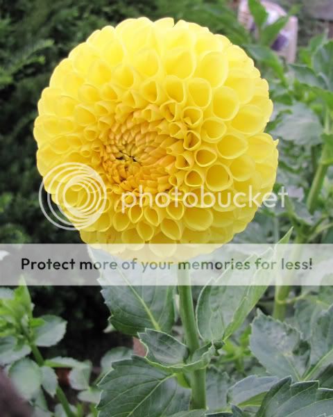 Dahlia - Tahoma Lael 2